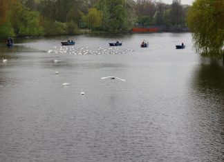 Raus aus dem Winterquartier: Die Schwäne sind los