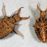 Ameisenlöwen. Foto: Fritz Geller-Grimm_CC BY-SA 3.0, DWDS
