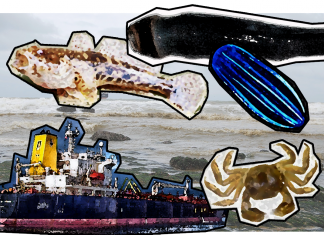 Unerwünschte Einwanderer in Elbe und Nordsee Neue Tier- und Pflanzenarten in der Elbe und Nordsee