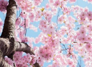 Feuerwerk und Königinnenwahl Blühender Kirschbaum. Foto: pexels/CC0