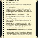 Knoblauchkröte