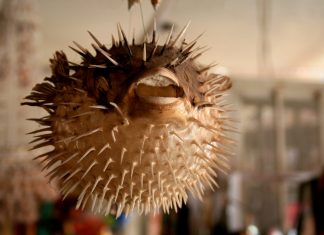 Aufgeblasener Popanz Wortklauberei: Was ist ein aufgeblasener Popanz? Foto: Pixabay/CC0