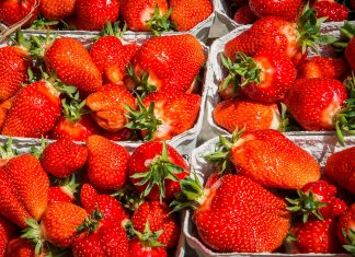 „Weniger Früchte, aber gute Qualität“ Erdbeersaison eröffnet