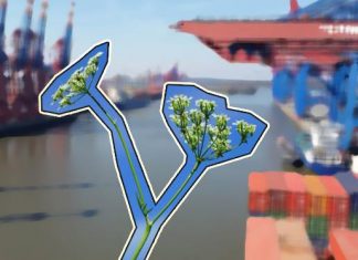 Ein neues Heim für den Wasserfenchel Der Schierlings-Wasserfenchel verhindert bis jetzt den Baubeginn der Elbvertiefung