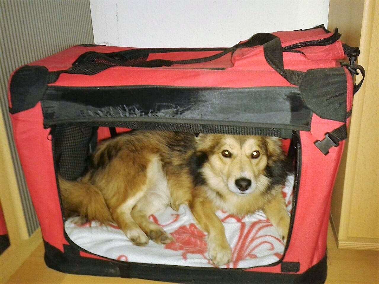 Urlaub mit Hund Transportbox