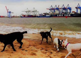 Urlaub mit Hund – ein Selbstversuch Urlaub mit Hund