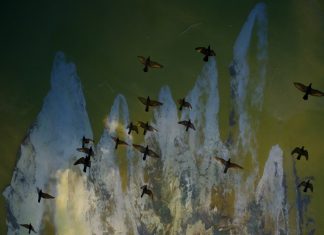 “Im Iran sind Friedhofsblumen gelb” Vögel, die in den Himmel aufsteigen