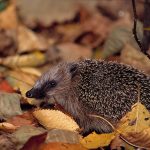 NABU: “Lasst das Herbstlaub liegen” Igel im Laub