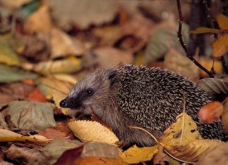 NABU: “Lasst das Herbstlaub liegen” Igel im Laub