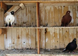 Zu viele Wildtiere in Hamburgs Tierheimen Wildtiere in Tierheimen