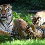 Tiger-Babys entdecken die Außenanlage Tigerbabys im Außengehege des Hagenbecks Tierpark