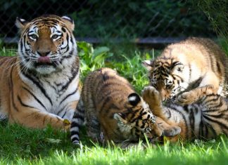 Tiger-Babys entdecken die Außenanlage Tigerbabys im Außengehege des Hagenbecks Tierpark