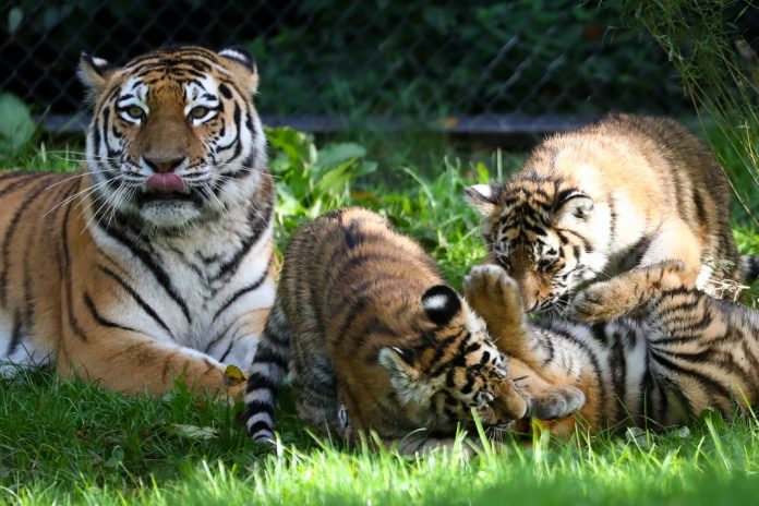 Tigerbabys im Außengehege des Hagenbecks Tierpark