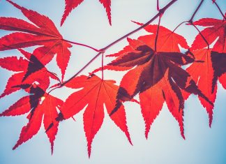 So schön ist der Herbst in Hamburg Rote Ahornblätter