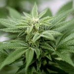 Polizei sucht Diebin und findet Cannabisplantage Cannabispflanze