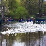 Bye, bye Alsterschwäne! Alsterschwäne Hamburg Winterquartier
