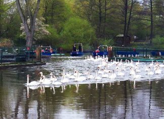 Bye, bye Alsterschwäne! Alsterschwäne Hamburg Winterquartier
