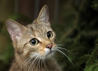 Diese süße Wildkatze ist “Tier des Jahres” Eine Wildkatze erkundet einen Wald in der Nähe von Schlangenbad (Hessen). Foto: Fredrik von Erichsen/dpa