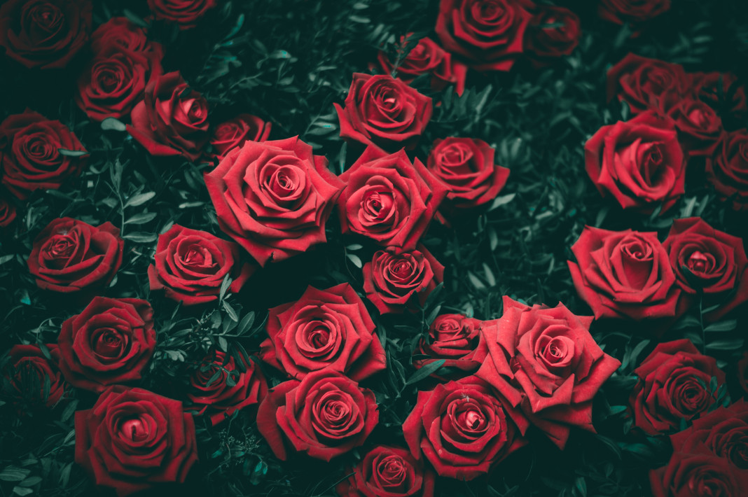 In der ersten Nacht der Rosen verteilte Daniel 18 rote Rosen. Foto: unsplash