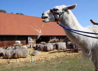 Dauergrinsen im Heidekraut Lama Luke in der Heide. Foto: Thoya Urbach
