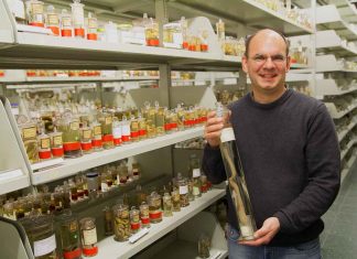 Wie der Regenwurm die Weltgeschichte erklärt Kurator Prof. Dr. Schmidt-Rhaesa vor der Sammlung