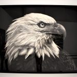 American-Bald-Eagle
