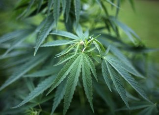 Cannabis-Plantage auf Verkehrsinsel? Cannabis