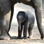 Pünktlich zum 111. Geburtstag kommt Elefanten-Baby “Brausepaul” –