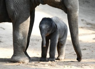Ein Elefant zum Geburtstag Pünktlich zum 111. Geburtstag kommt Elefanten-Baby "Brausepaul"