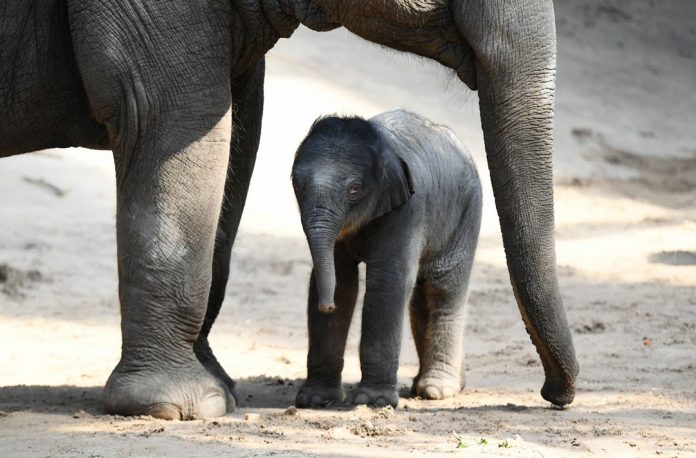 Pünktlich zum 111. Geburtstag kommt Elefanten-Baby 