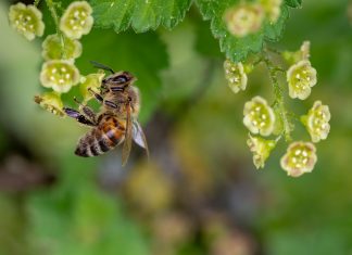 Bürger, die auf Bienen starren Aktion: Insekten zählen in Hamburg