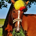 Schafft die WM ab! Deutsche Pferde sind sichtlich begeistert von der WM.