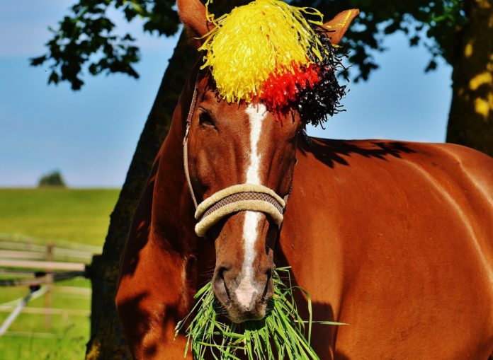 Deutsche Pferde sind sichtlich begeistert von der WM.