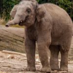 Hagenbeck Elefant stirbt 3