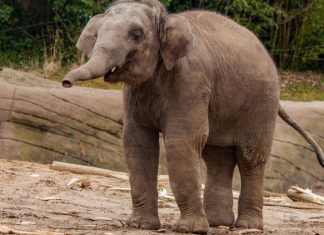 Elefant Kanja stirbt überraschend