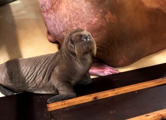 Walross-Nachwuchs im Eismeer Walross Nachwuchs bei Hagenbeck