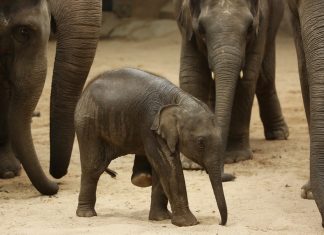 Weiterer Elefant an Herpes-Virus gestorben Der junge Elefant Anjuli im Jahr 2015. Foto: Christian Charisius/dpa