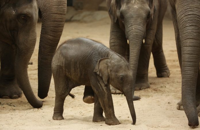 Der junge Elefant Anjuli im Jahr 2015. Foto: Christian Charisius/dpa