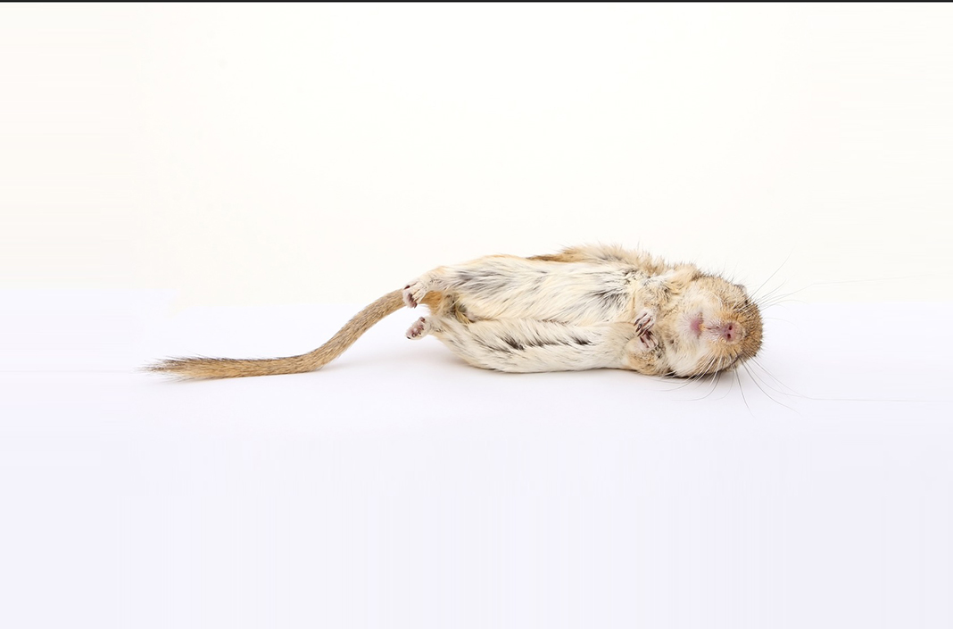 Tote Maus (Symbolbild)