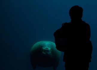 Ein Tag als Polarforscher Hamburger Klimawoche: Walross im Tierpark Hagenbeck