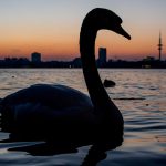 Alsterschwäne: Saarländer erfolgreich integriert Schwäne schwimmen auf der Alster in Hamburg.
