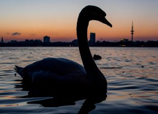 Alsterschwäne: Saarländer erfolgreich integriert Schwäne schwimmen auf der Alster in Hamburg.