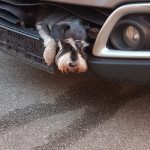 Hund überlebt Fahrt im Kühlergrill Hund Tero im Kühlergrill. Foto: Polizei Hamburg