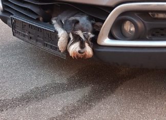 Hund überlebt Fahrt im Kühlergrill Hund Tero im Kühlergrill. Foto: Polizei Hamburg