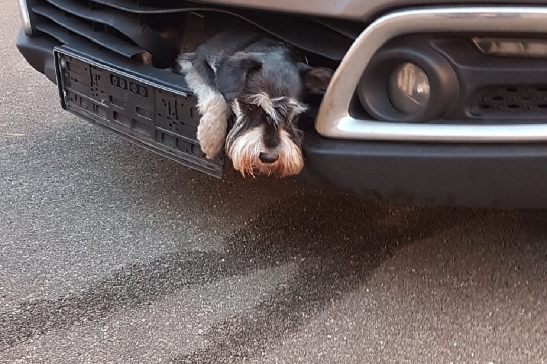 Hund Tero im Kühlergrill. Foto: Polizei Hamburg