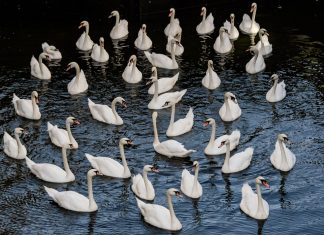 Alsterschwäne ziehen ins Winterquartier Alsterschwäne, Winterquartier, Eppendorfer Mühlenteich