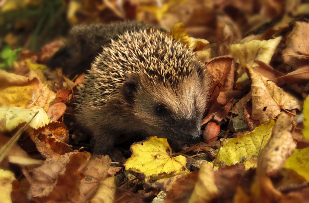 Für Wildtiere steht ab November der Winterschlaf an. Foto: pixabay