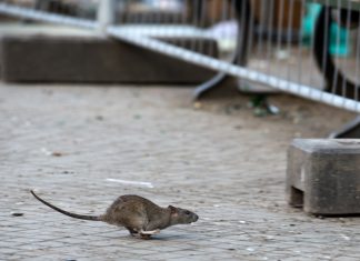 Hamburger sichten seltener Ratten Ratten haben es in Hamburg schwer. Foto: Bernd von Jutrczenka/dpa