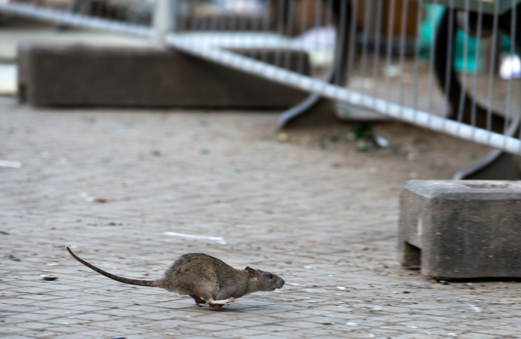 Ratten haben es in Hamburg schwer. Foto: Bernd von Jutrczenka/dpa