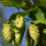 Hopfen-Bierquiz